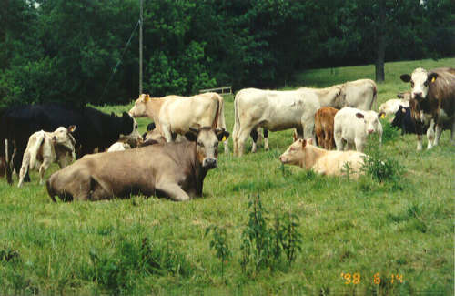 Cows.jpg (32734 bytes)