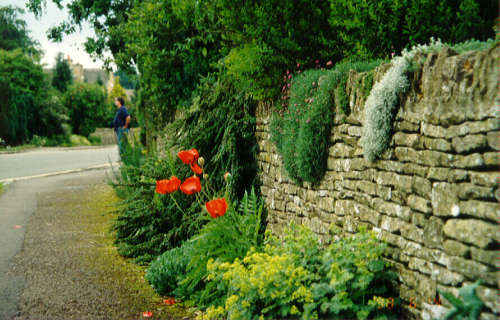 Flowered Wall in Lower Slaughter.jpg (44503 bytes)