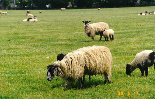 sheep.jpg (35622 bytes)