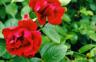 thm_Roses.jpg